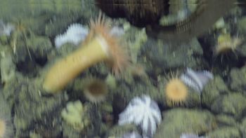 Media type: image;   Invertebrate Zoology 153105 Description: live specimen;